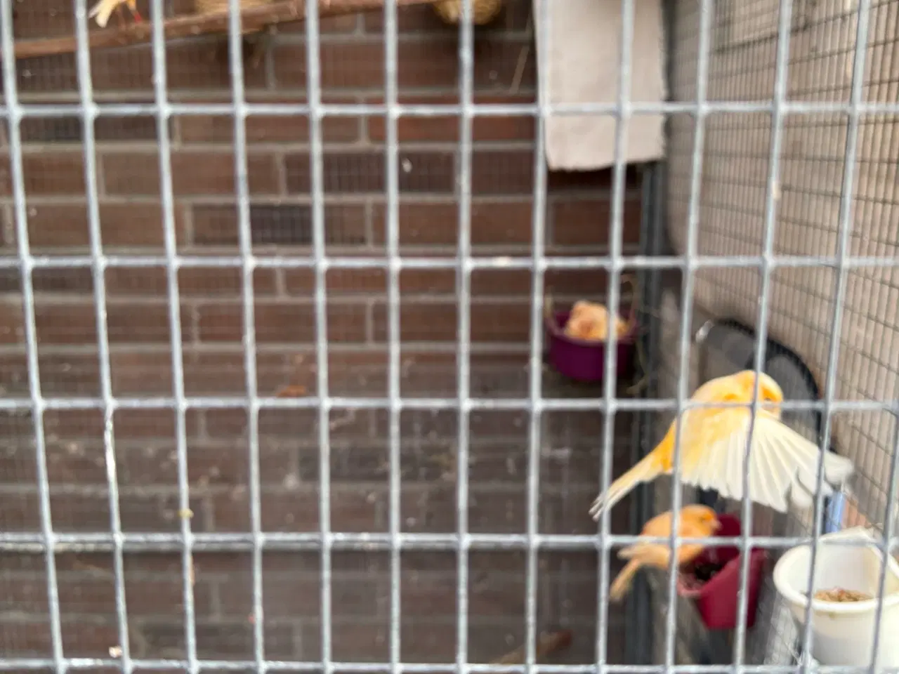 Billede 4 - Unge Kanariefugle 