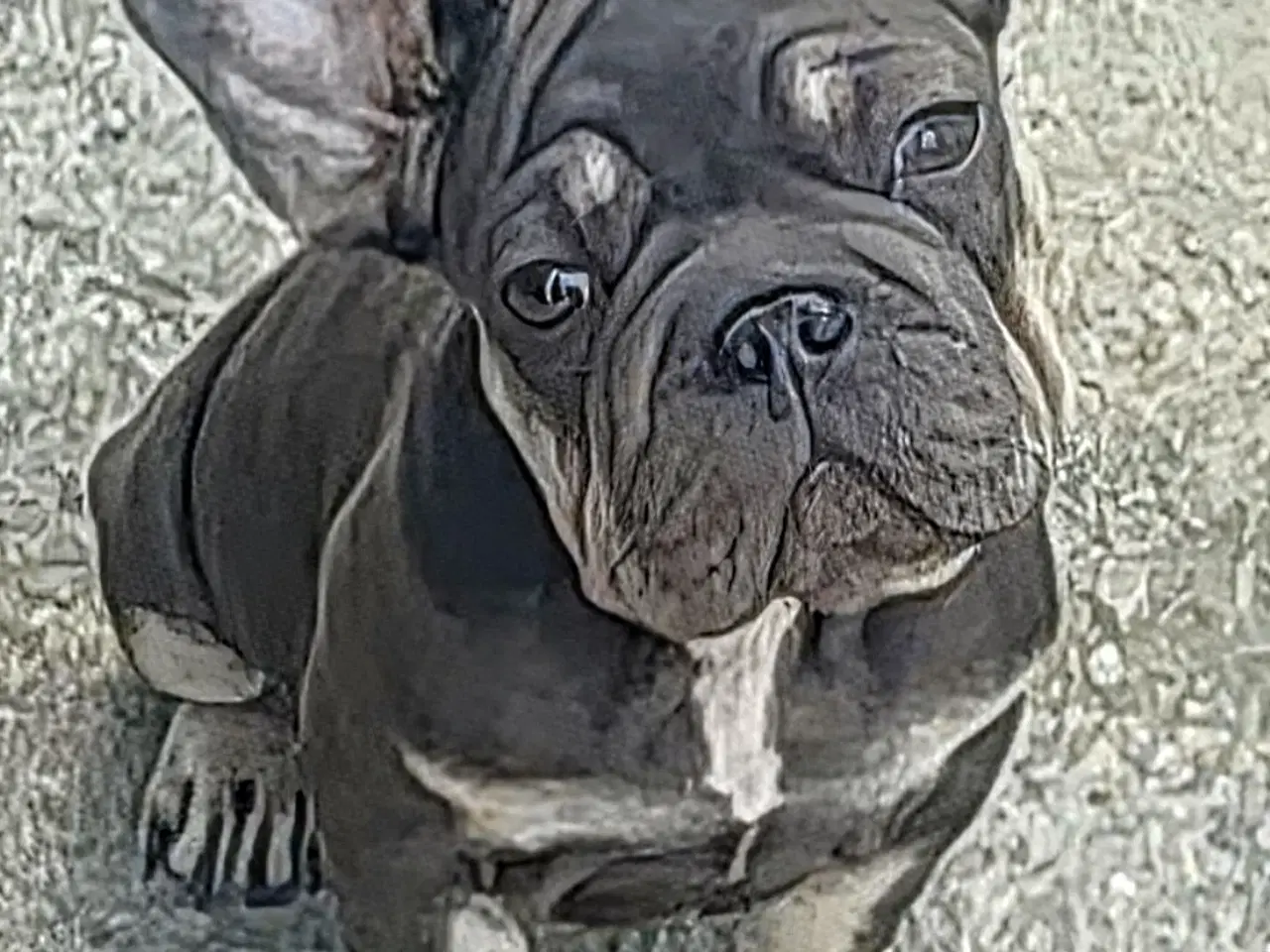 Billede 6 - Fransk Velvet bulldog. NEDSAT!