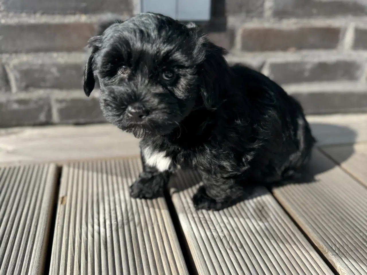 Billede 4 - Bichon Havanaise hvalpe