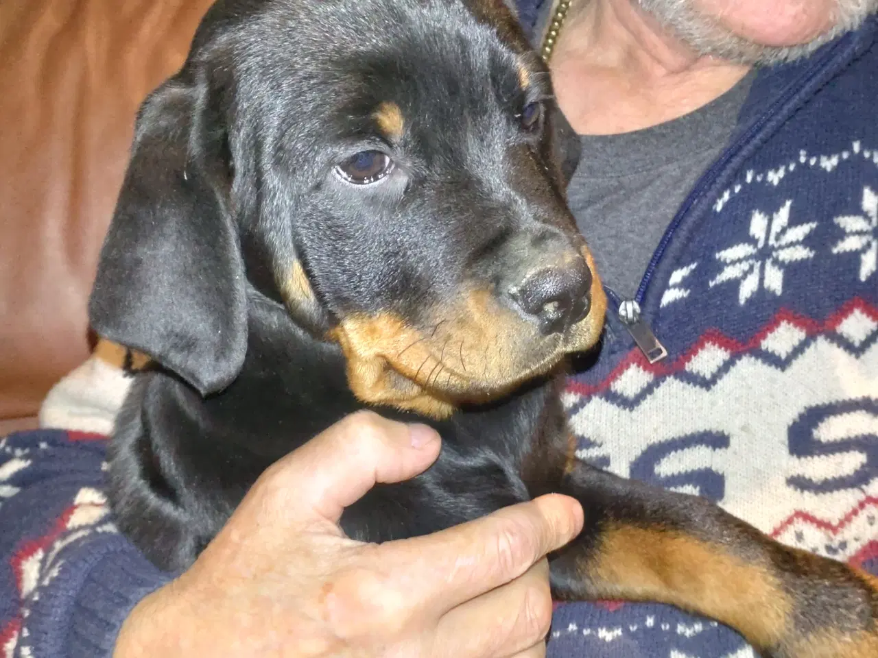 Billede 1 - Rottweiler han hvalp sælges 