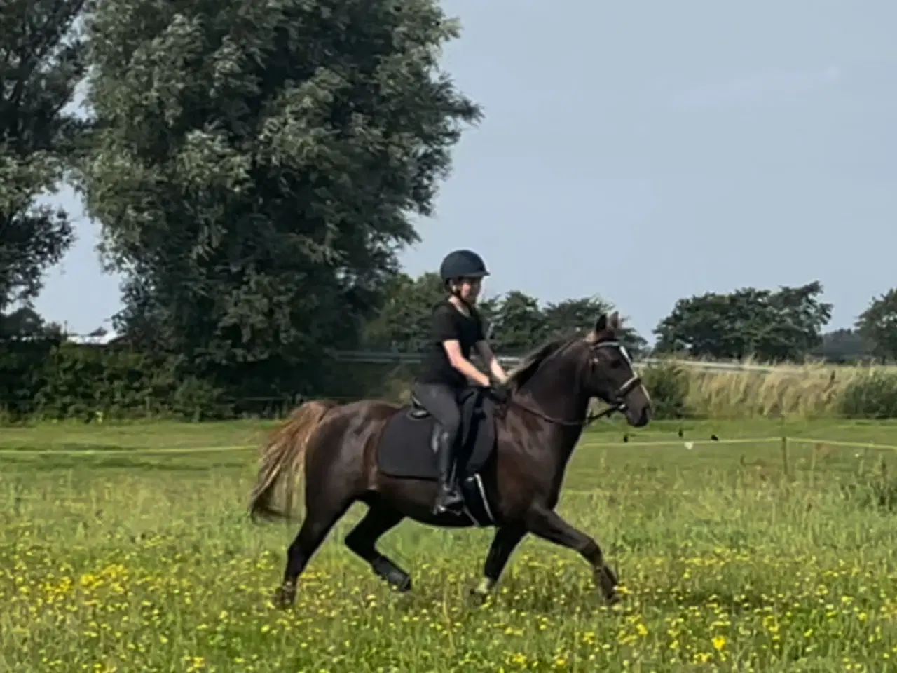 Billede 3 - Pony udlånes