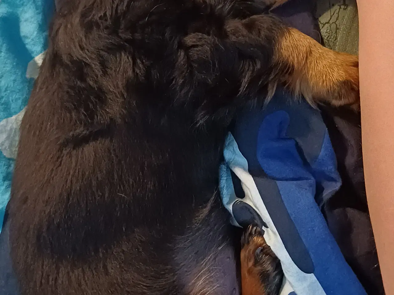 Billede 11 - Langhåret dværg gravhund med  DKKstamtavle.
