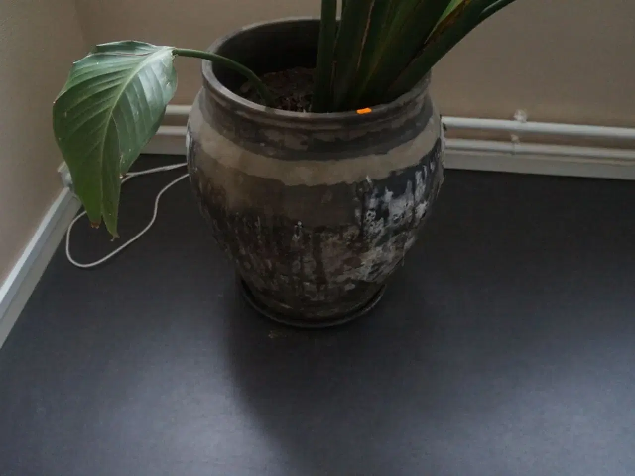 Billede 2 - Stueplante
