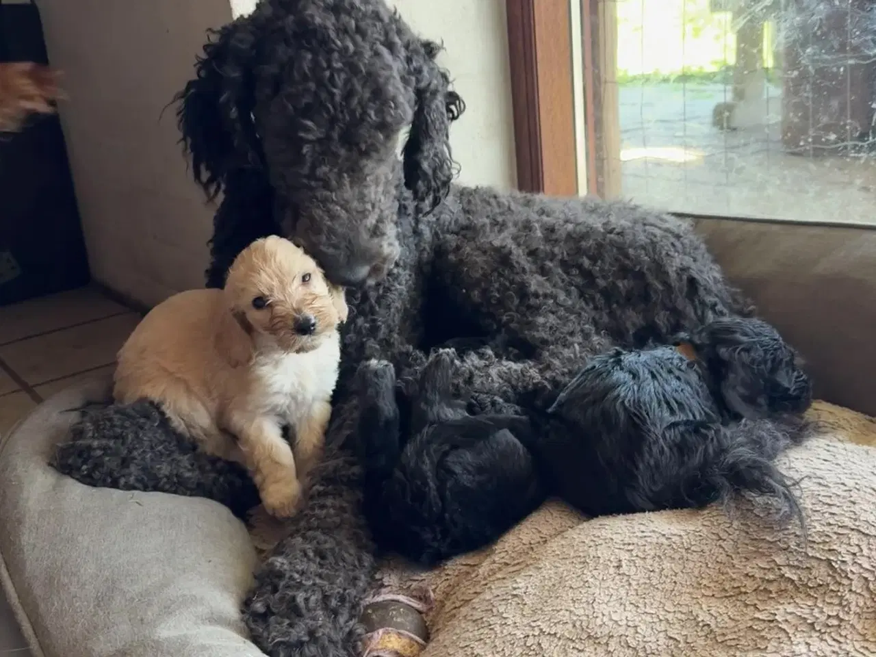 Billede 4 - Cockapoo / Cockerpoo / Doodle