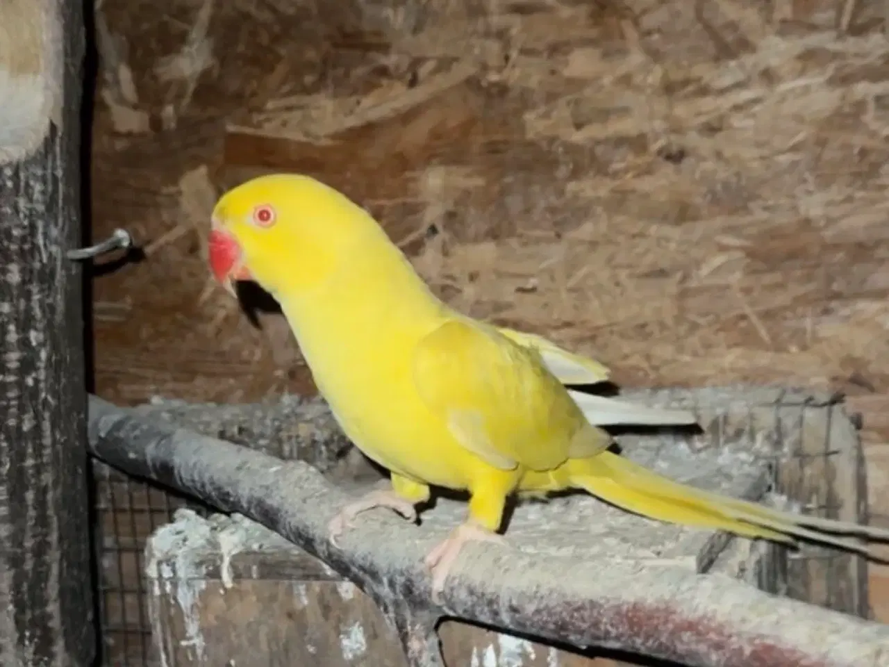 Billede 1 - Alexanderparakit hun