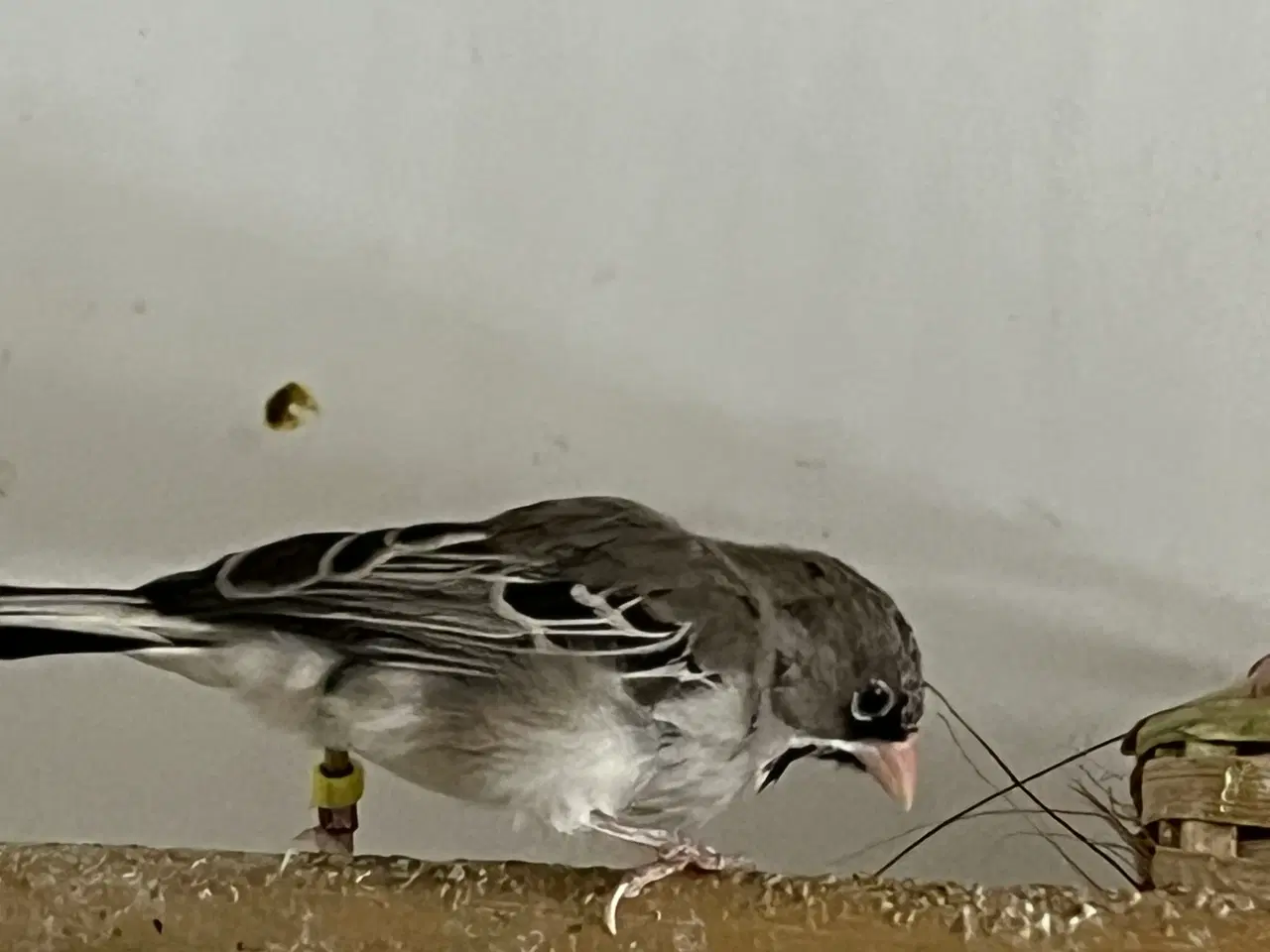 Billede 3 - Skægfinke par sælges