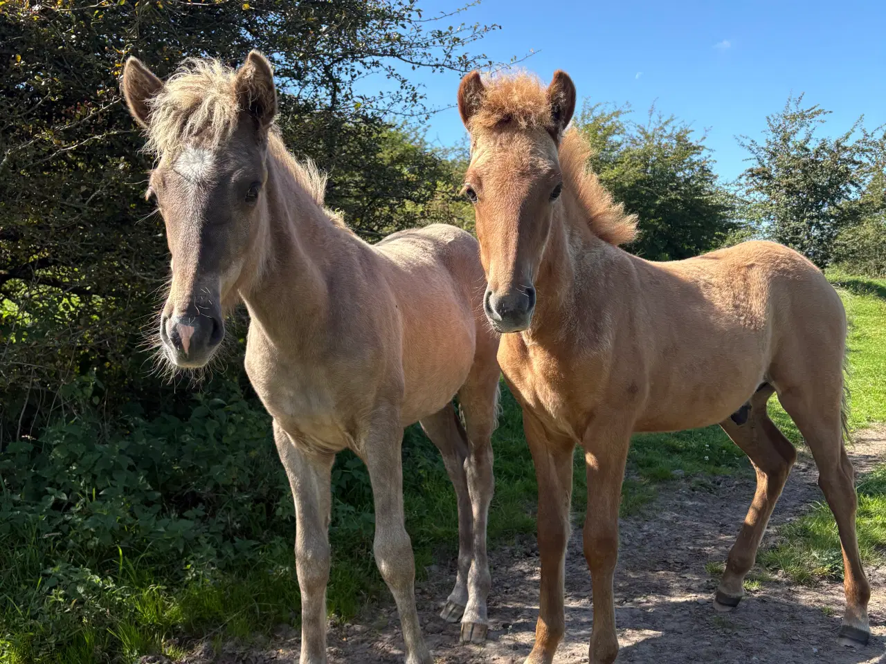 Billede 1 - Islænder føl og plage sælges