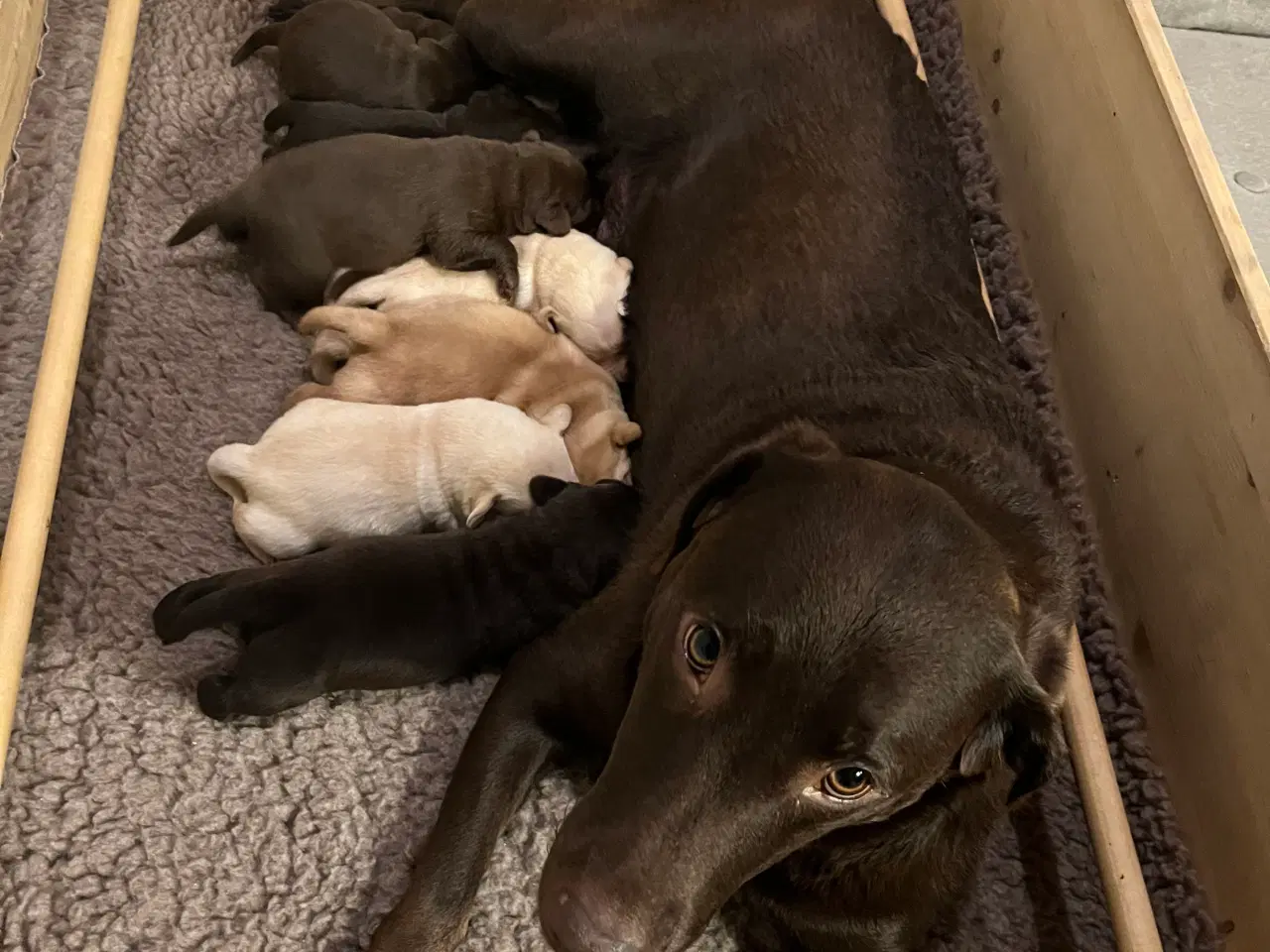 Billede 3 - 7 labrador hvalpe søger nye familier