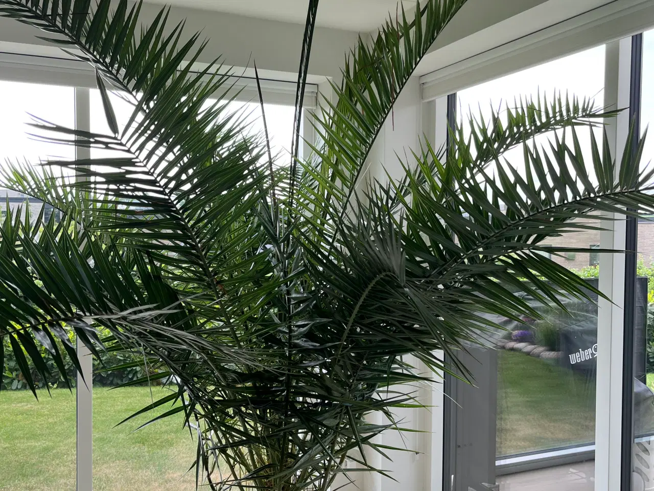 Billede 1 - Kæmpe stor loftshøj palme