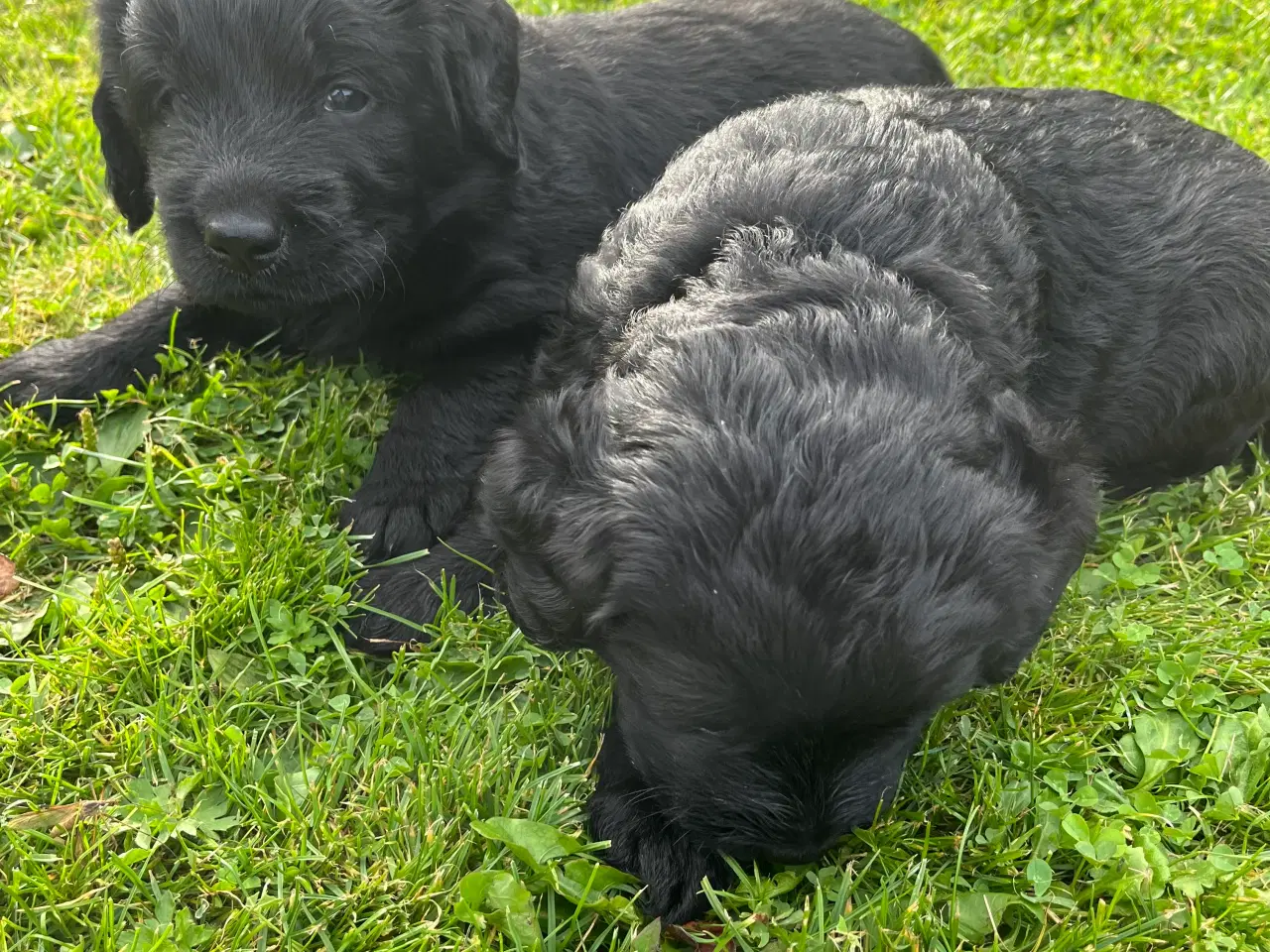 Billede 1 - Labradoodles hvalpe