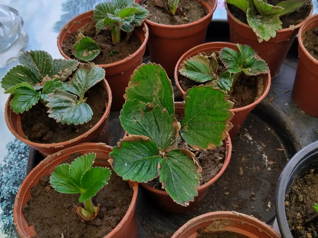 Billede 1 - Jordbær planter malwina 