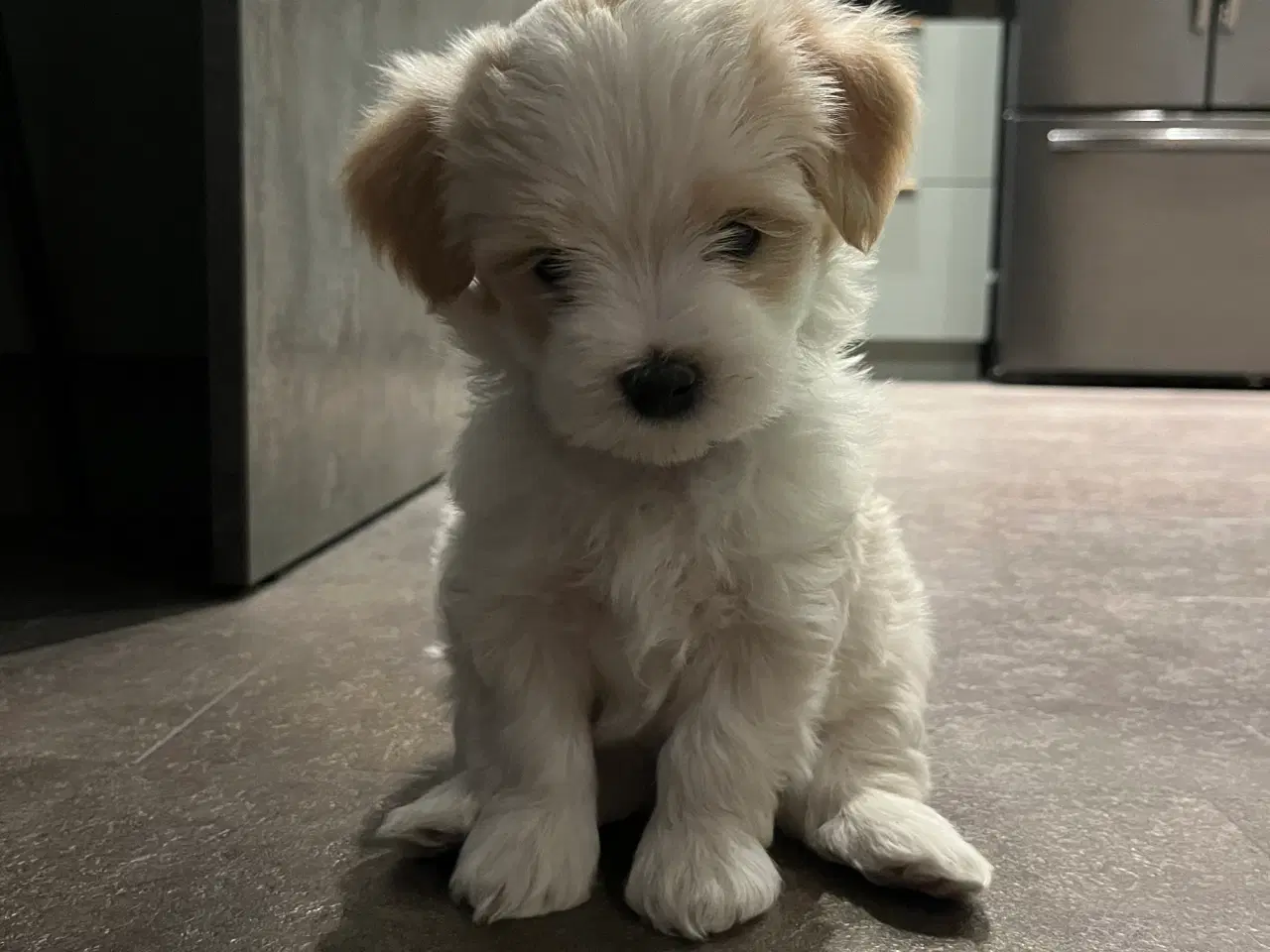 Billede 1 - Lækre hvalpe drenge