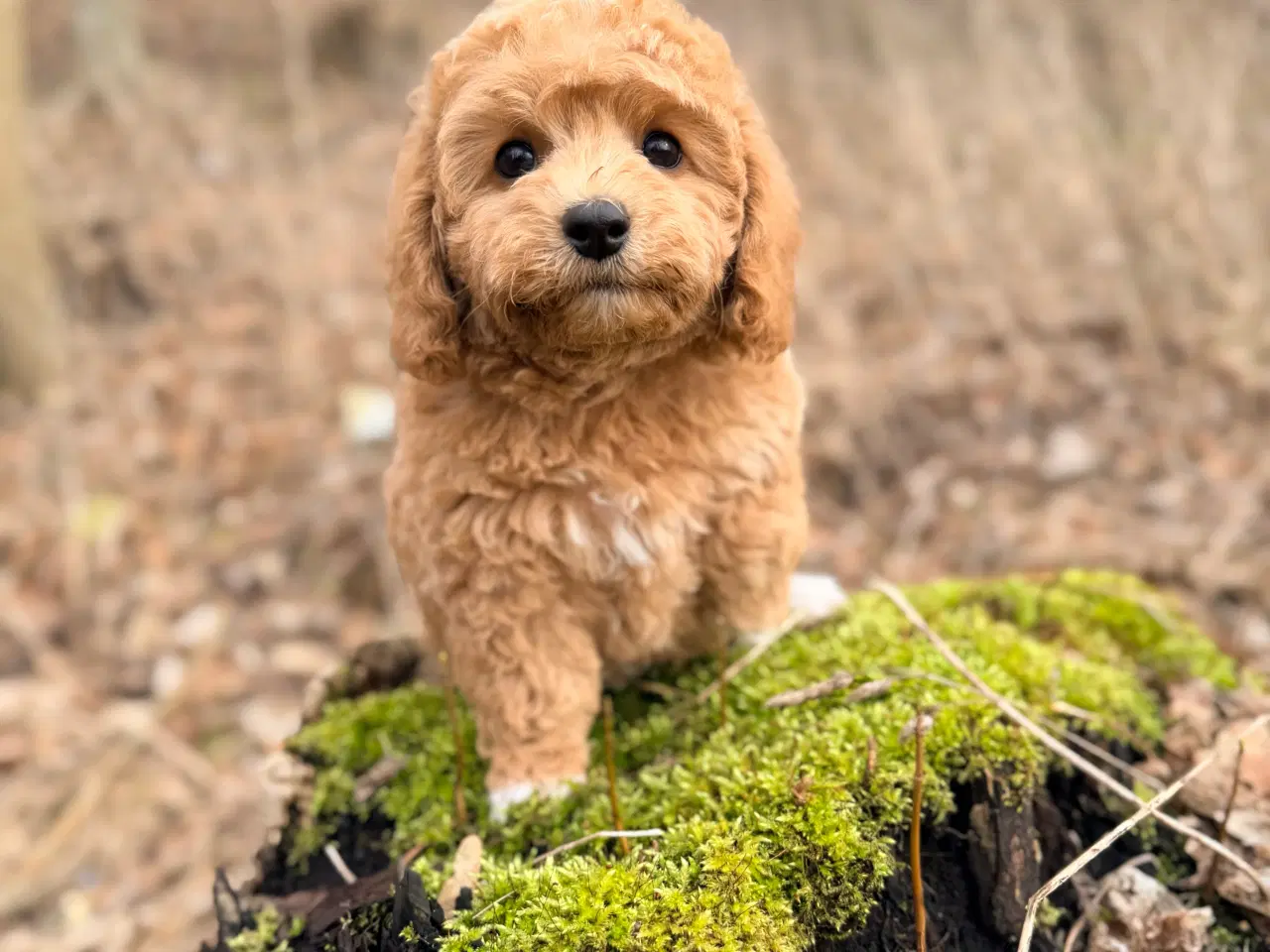 Billede 2 - Pooton dreng rejseklar nu