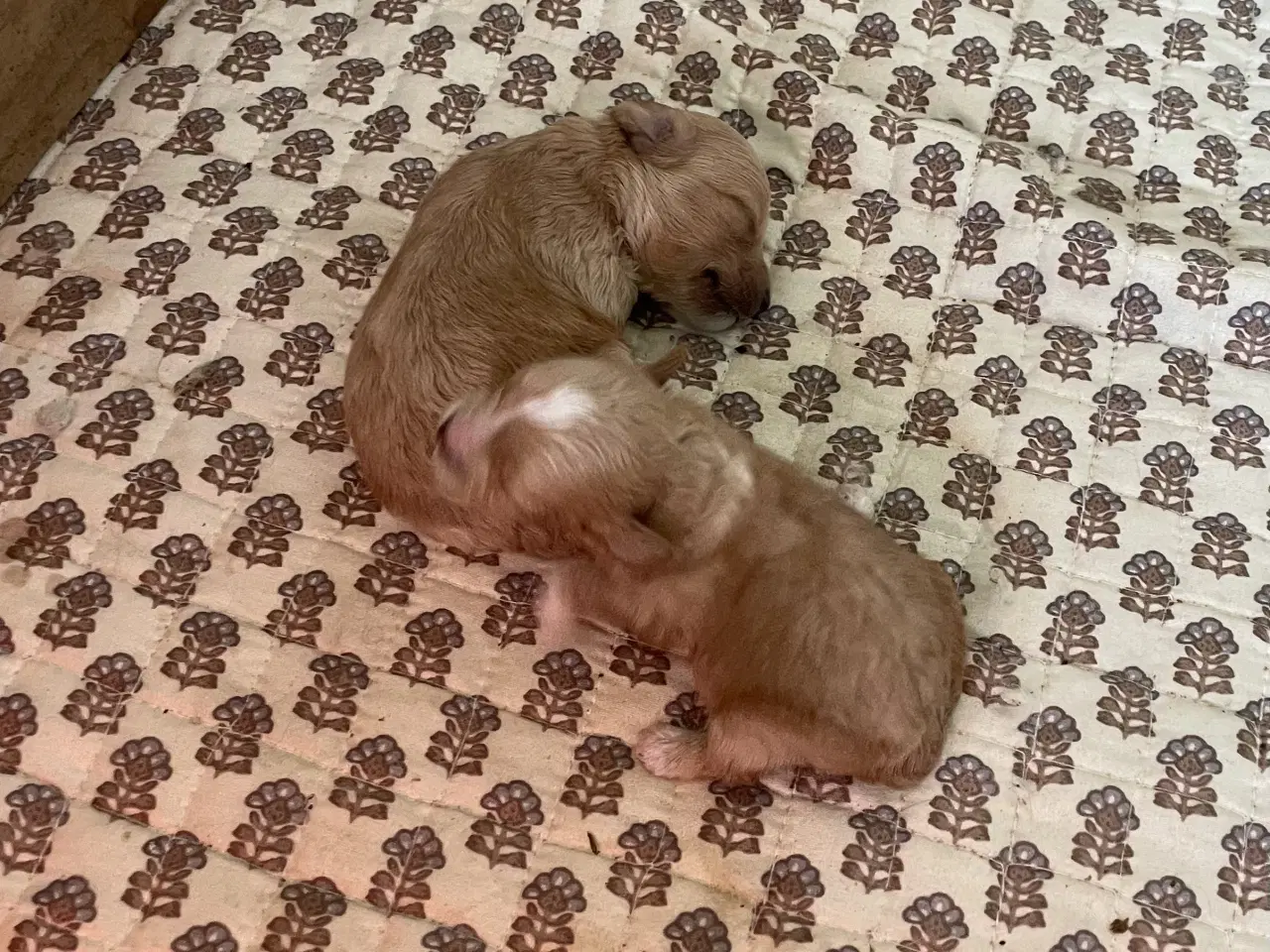 Billede 2 - 🐶Små Maltipoo hvalpe til salg🐶