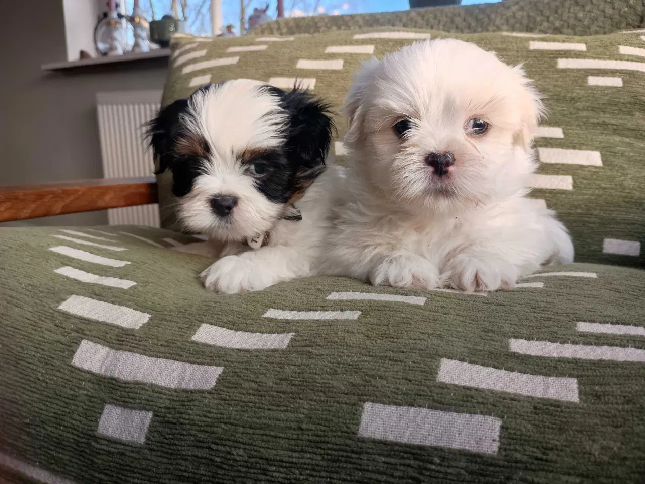 Billede 9 - Klar nu, lhasa apso 