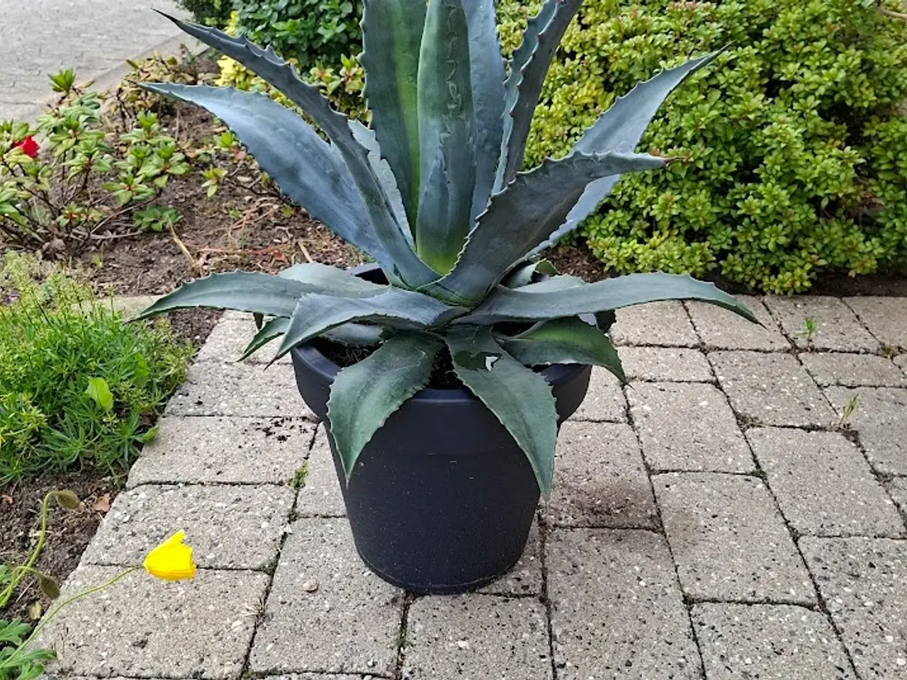 Billede 1 - Flot Agave
