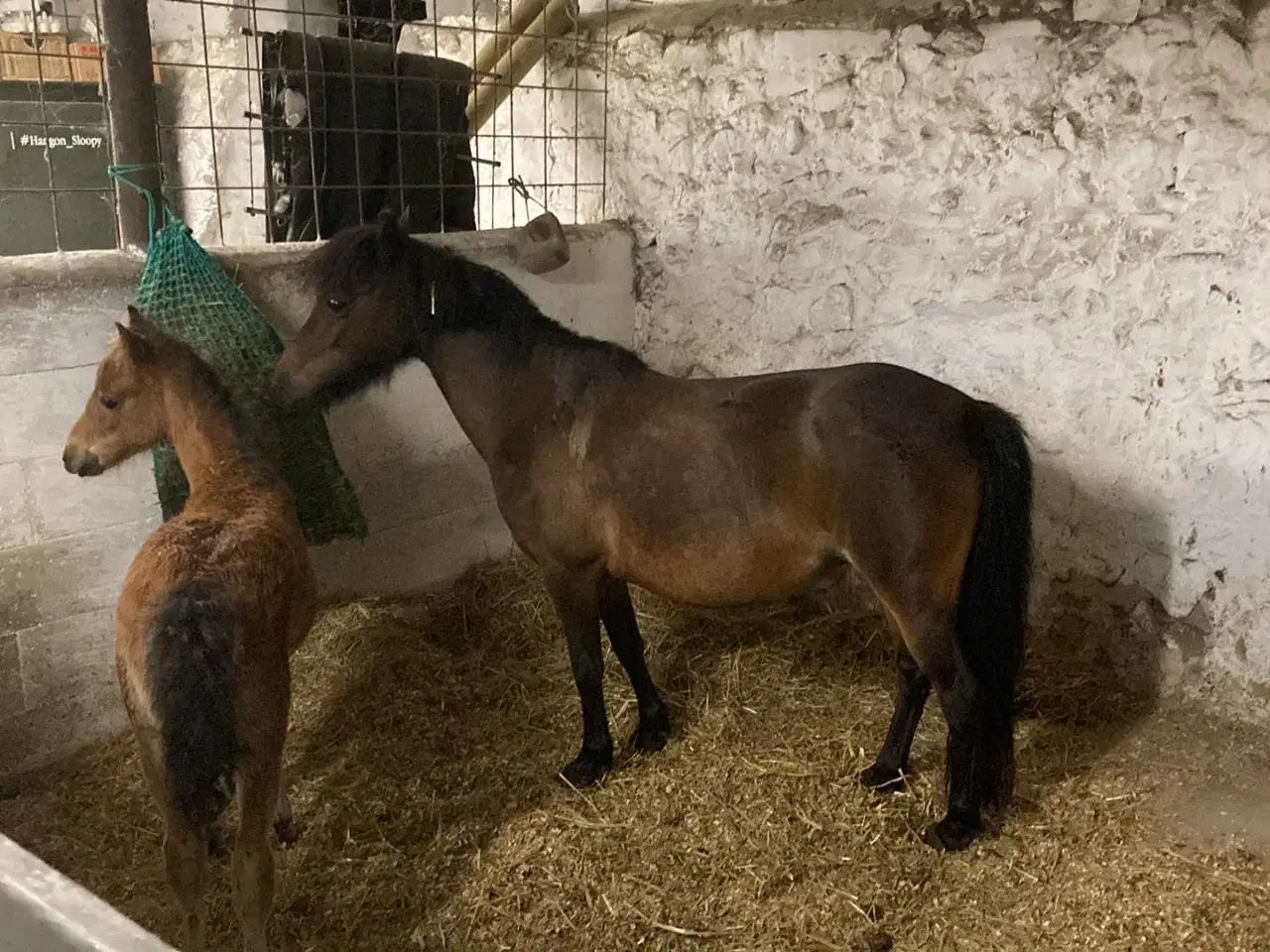 Billede 7 - Sødeste miniature pony sælges