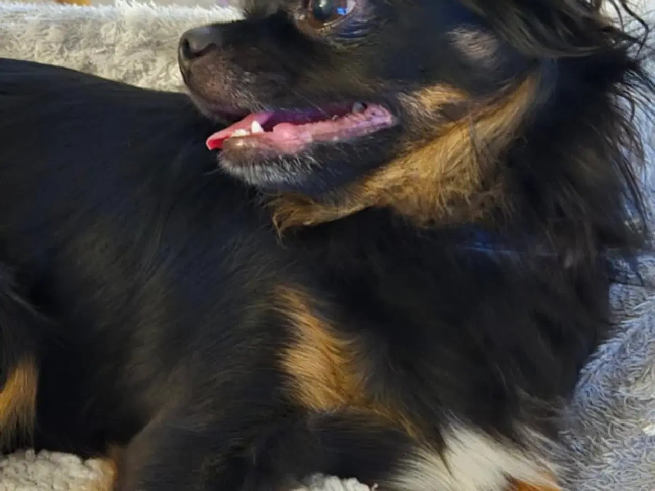 Billede 4 - Chihuahua hvalpe søger nyt hjem
