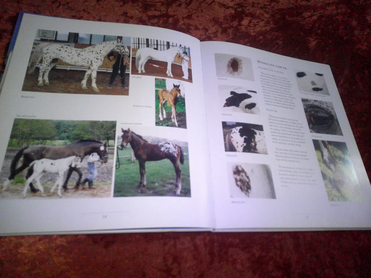 Billede 3 - Knabstrupperen , Bent Branderup