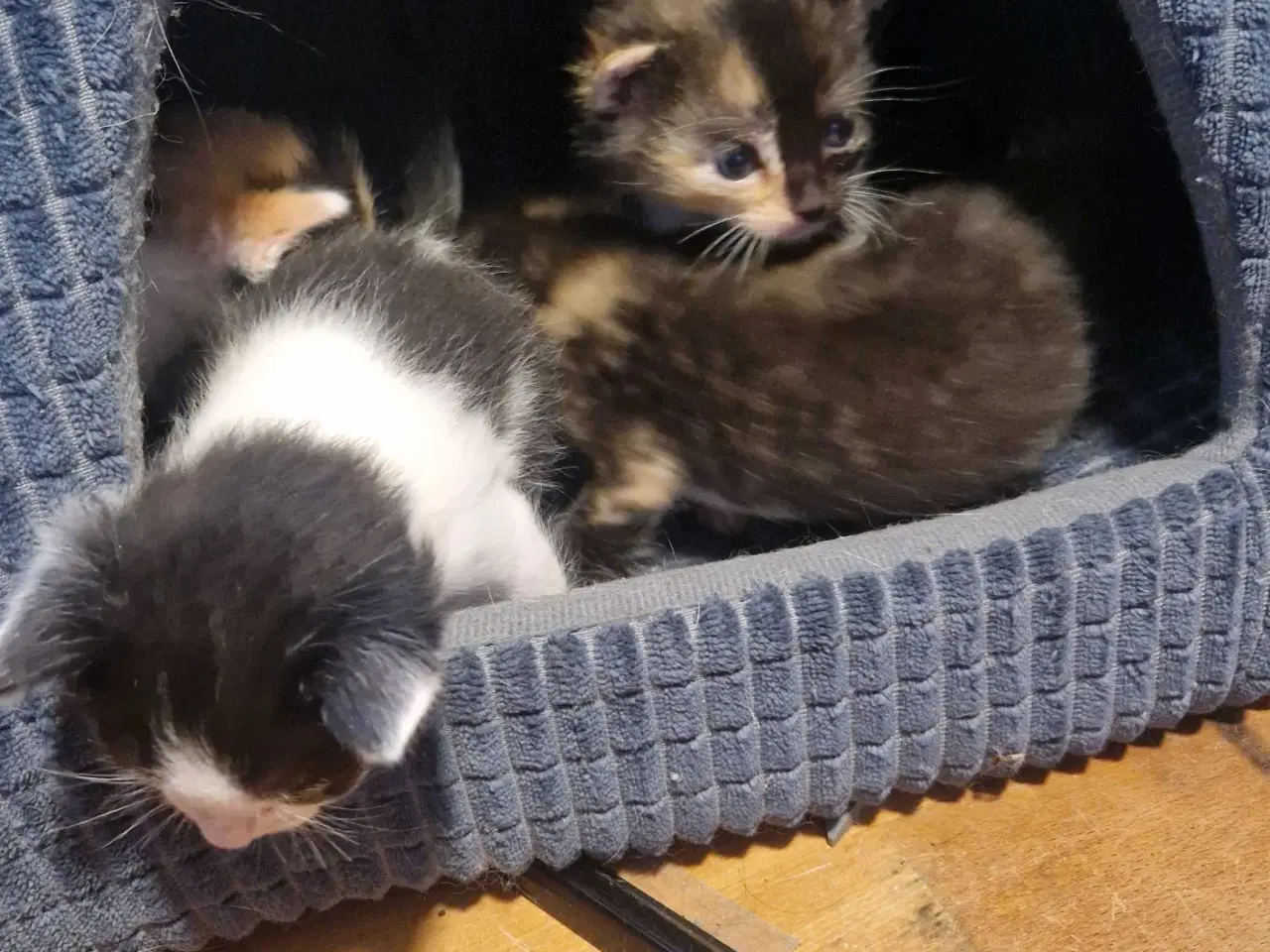 Billede 3 - 4 kattekillinger sælges