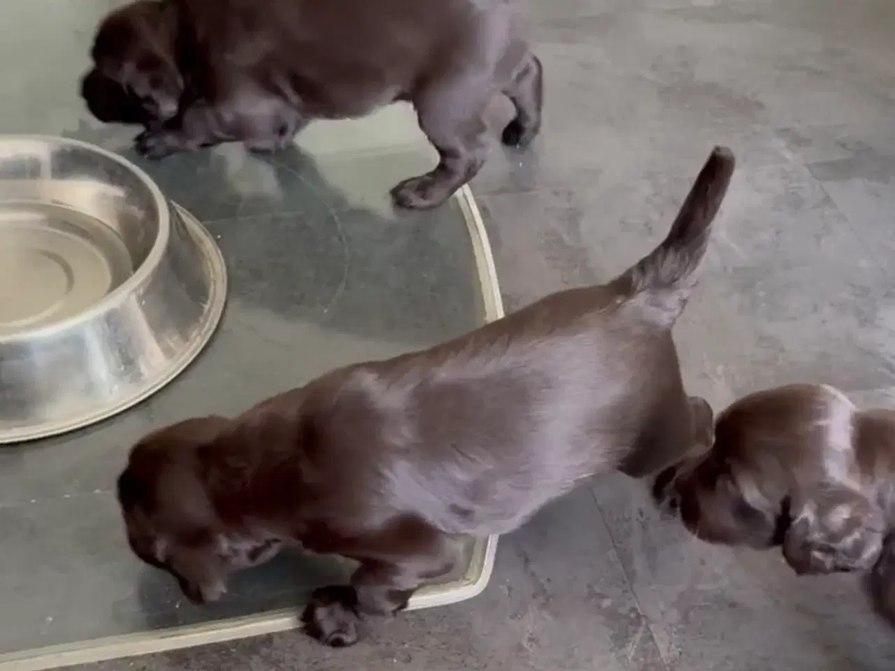 Billede 4 - Hundehvalpe/Tysk Langhåret Hønsehund