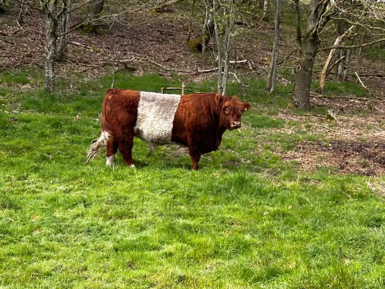 Billede 1 - Flot Rød Galloway Tyr