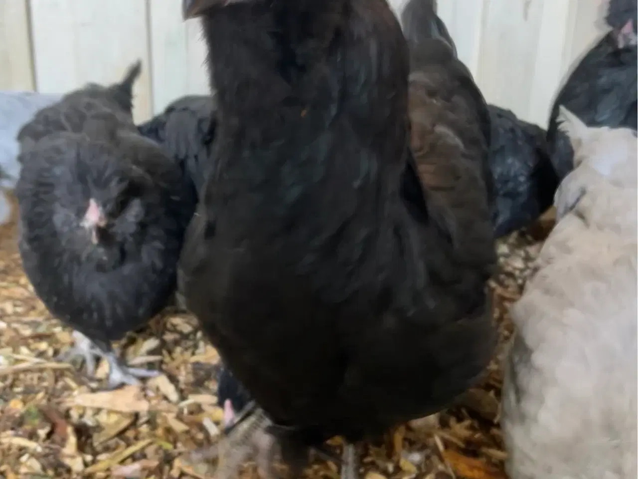 Billede 6 - Engelsk Araucana hønekyllinger 