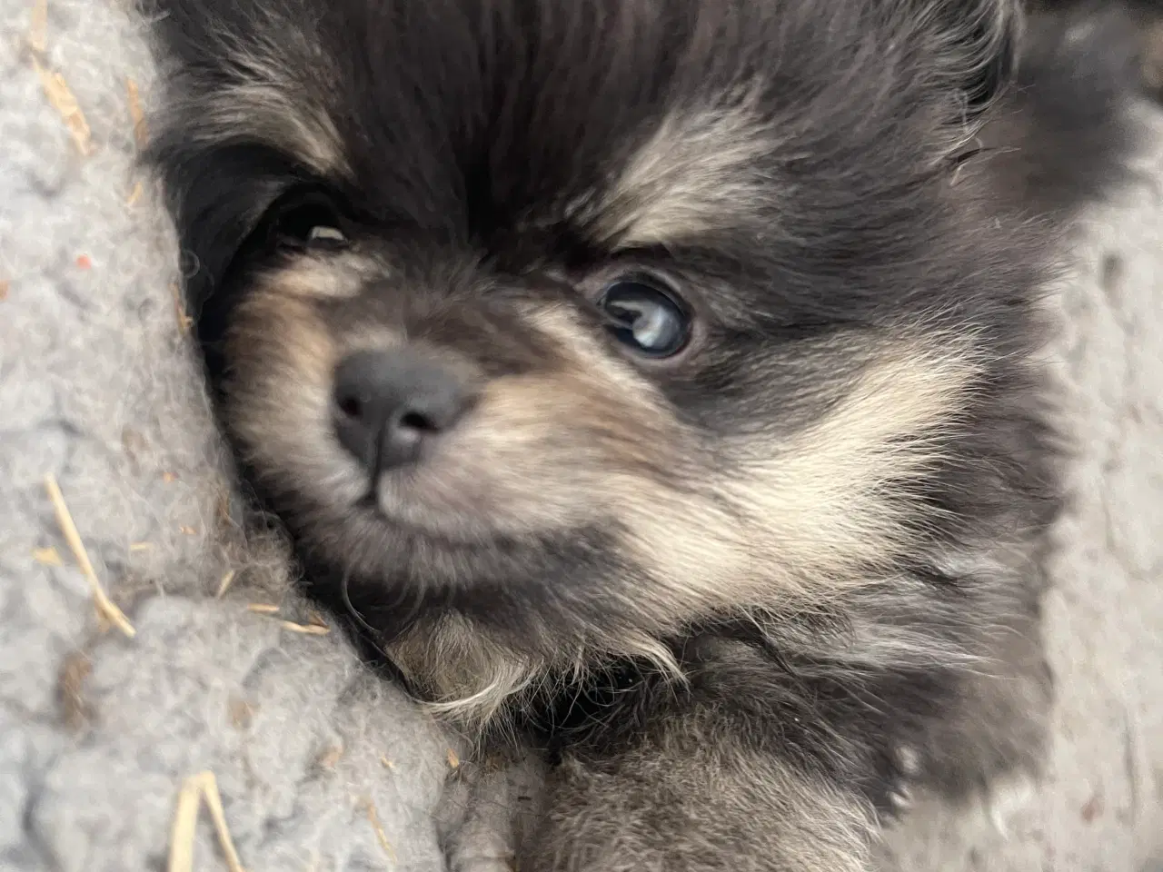 Billede 3 - Smuk lille Pomeranian tæve 