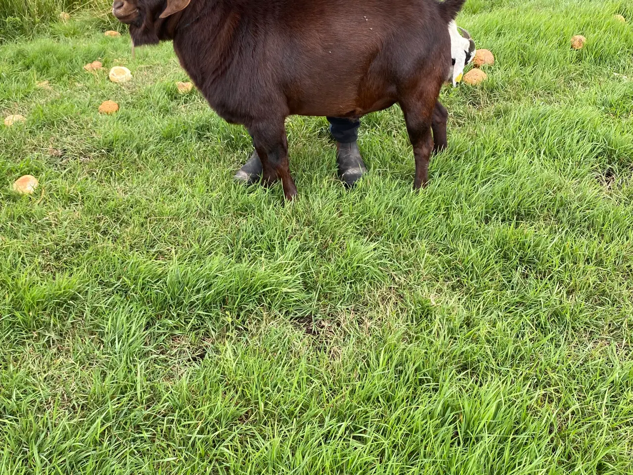 Billede 2 - Boerbuk udlejes 