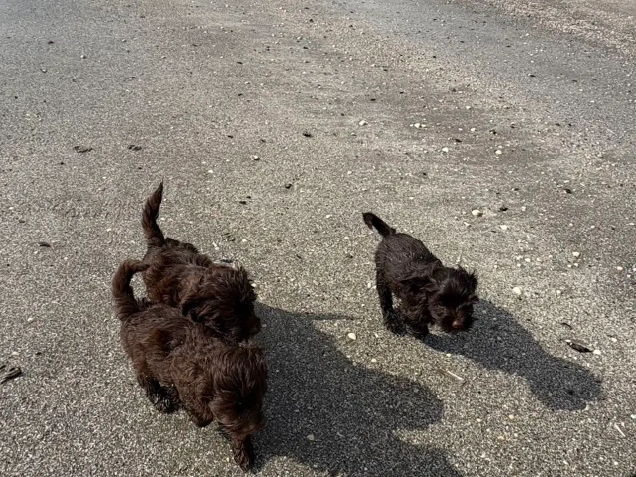 Billede 4 - 2 Generations Maltipoo