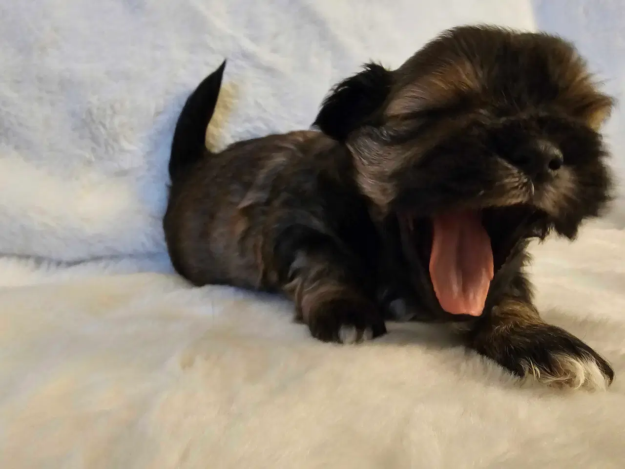 Billede 2 - 3 dejlige hvalpe tilbage🩵🩵 🩷