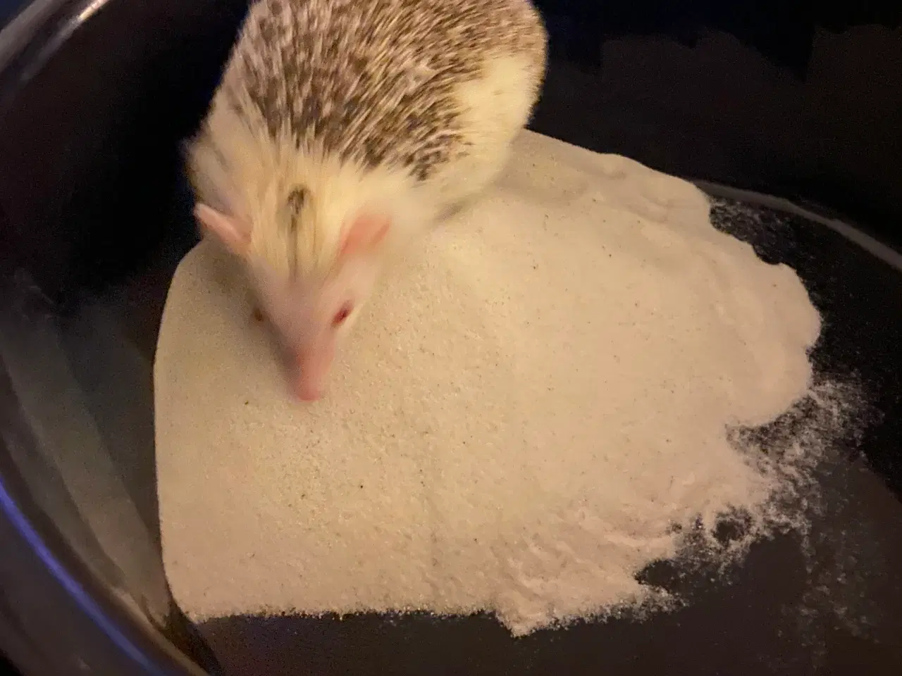 Billede 12 - Afrikansk Pygmæ Pindsvin