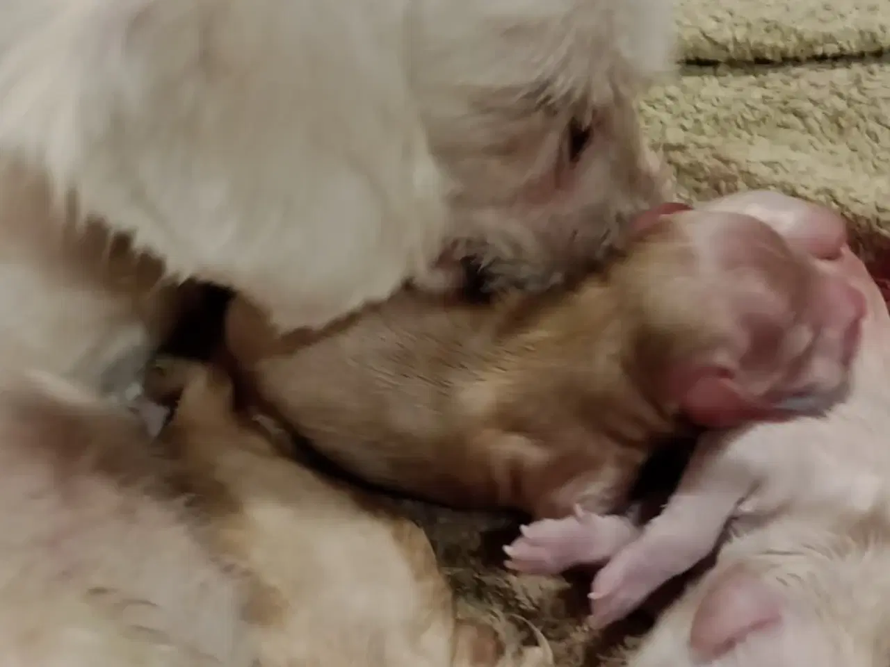 Billede 4 - Maltipoo hvalpe