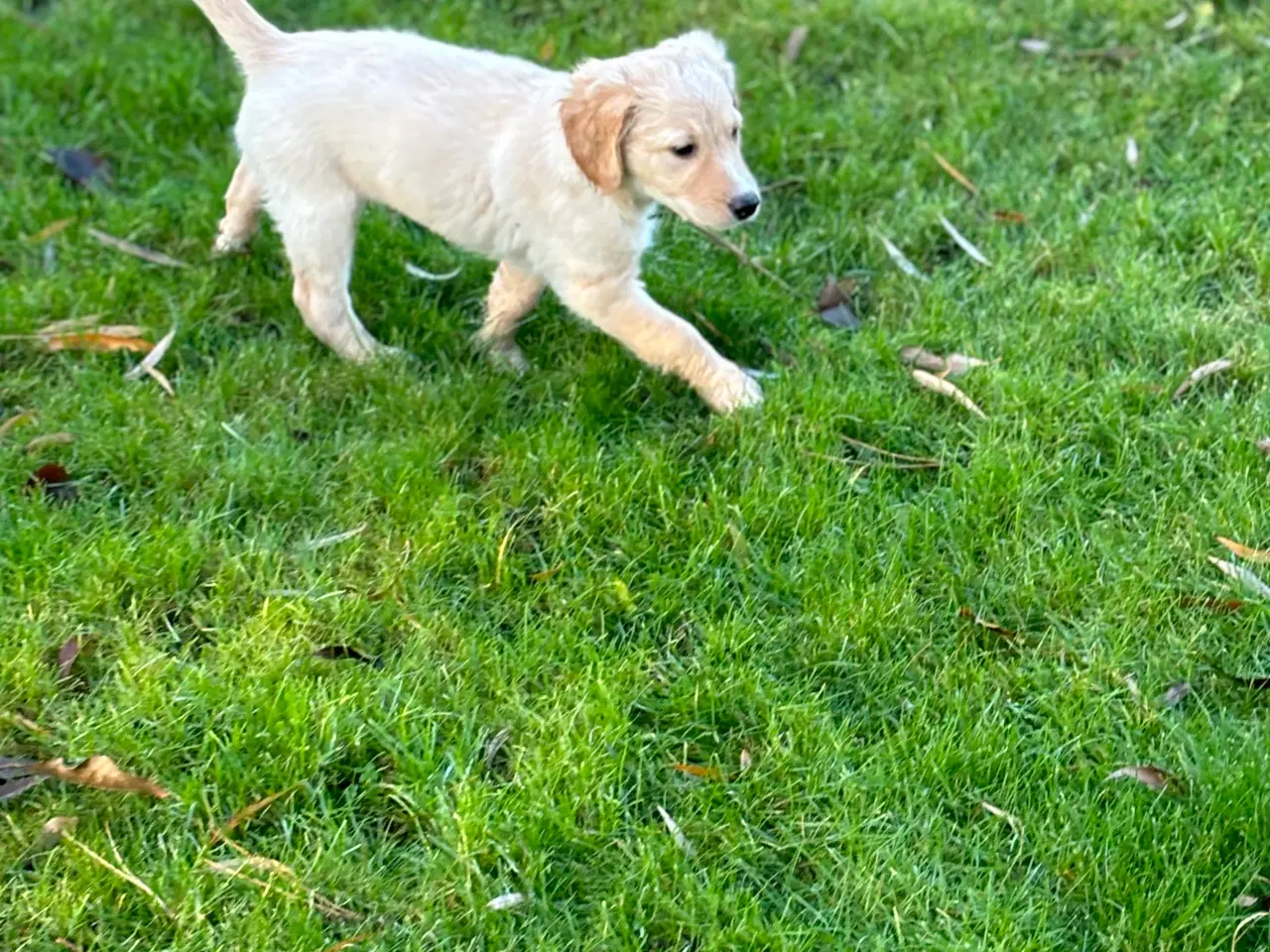 Billede 7 - Lys Labrador hvalp (labradoodle)