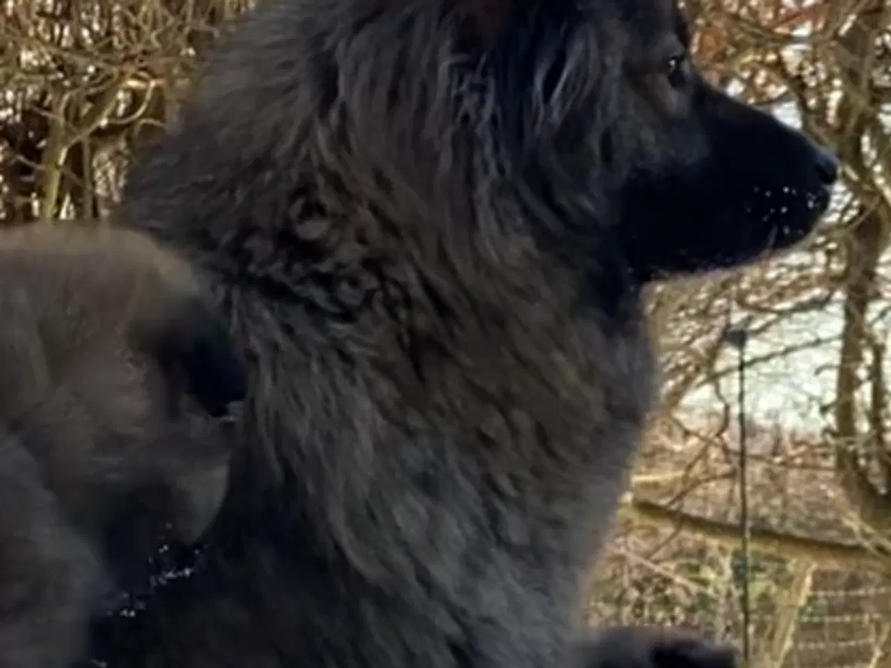 Billede 10 - Chow Chow blandinger