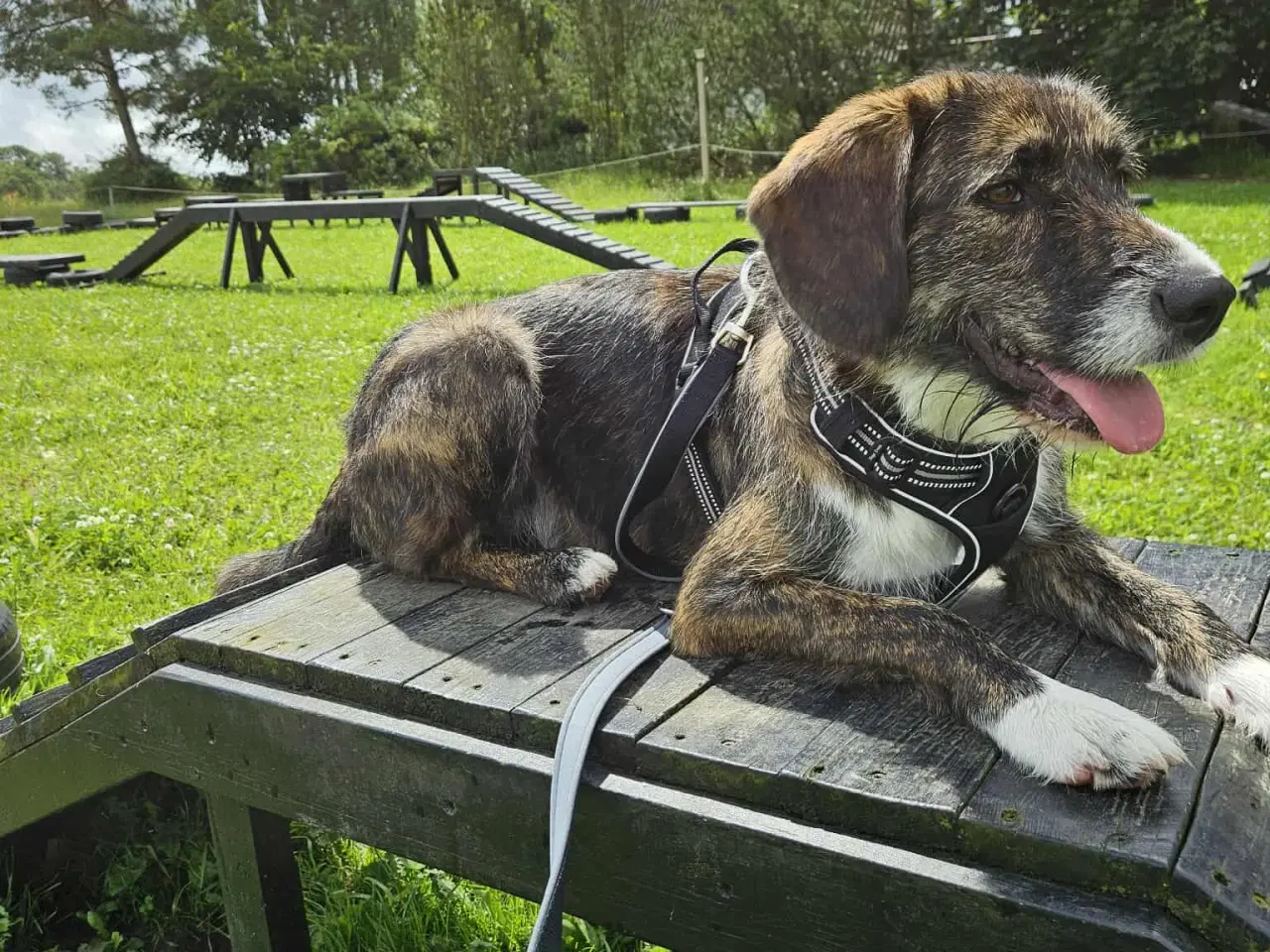 Billede 7 - Smukke Karla søger ny familie 🩷