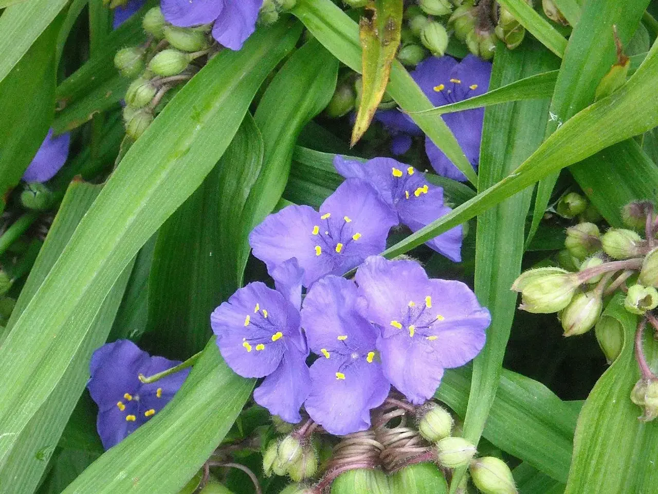 Billede 1 - Trekantblomst. Staude med blå- lilla blomster