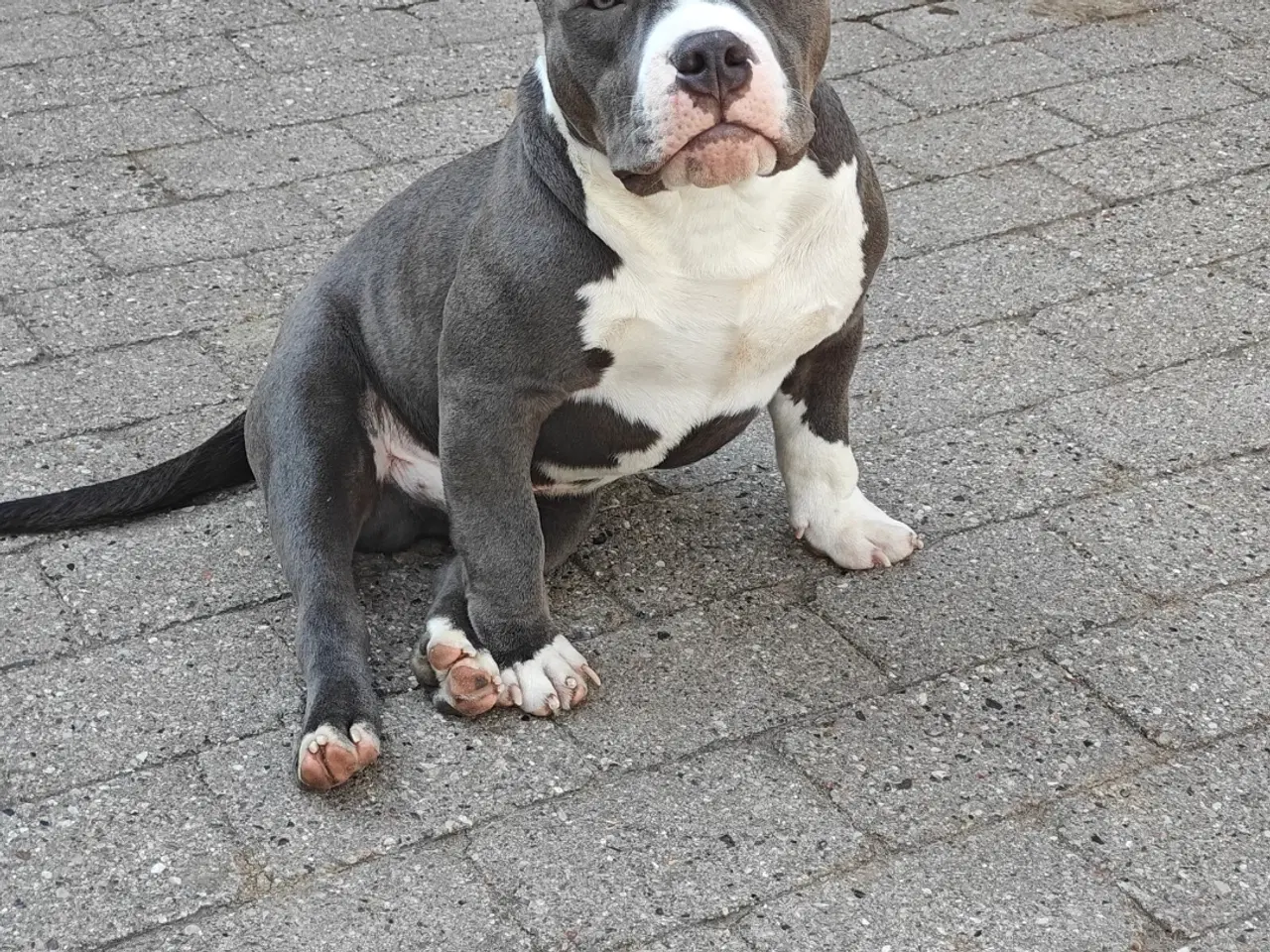 Billede 4 - American Bully hvalpe. 