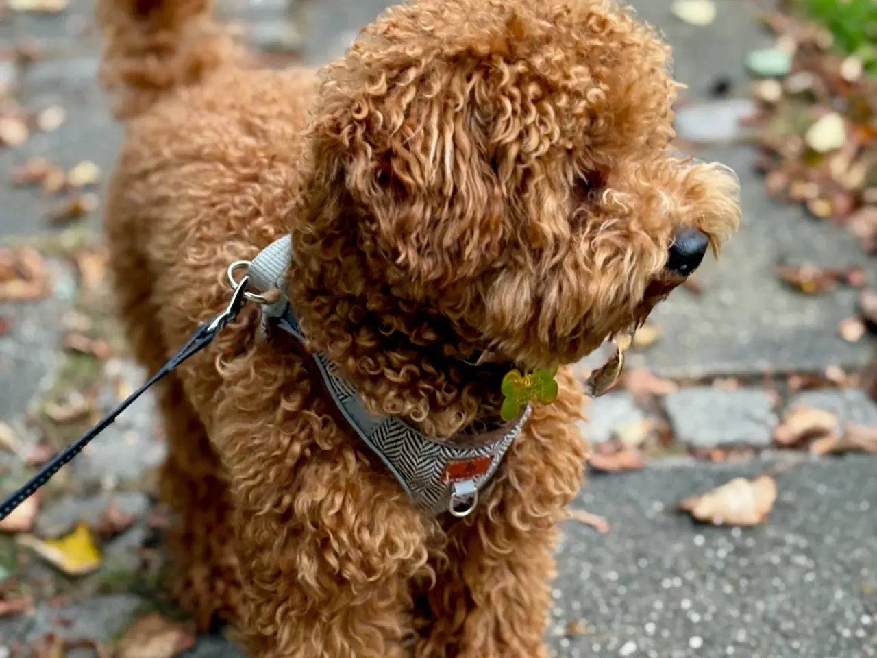 Billede 7 - Hanhund tilbydes til parring