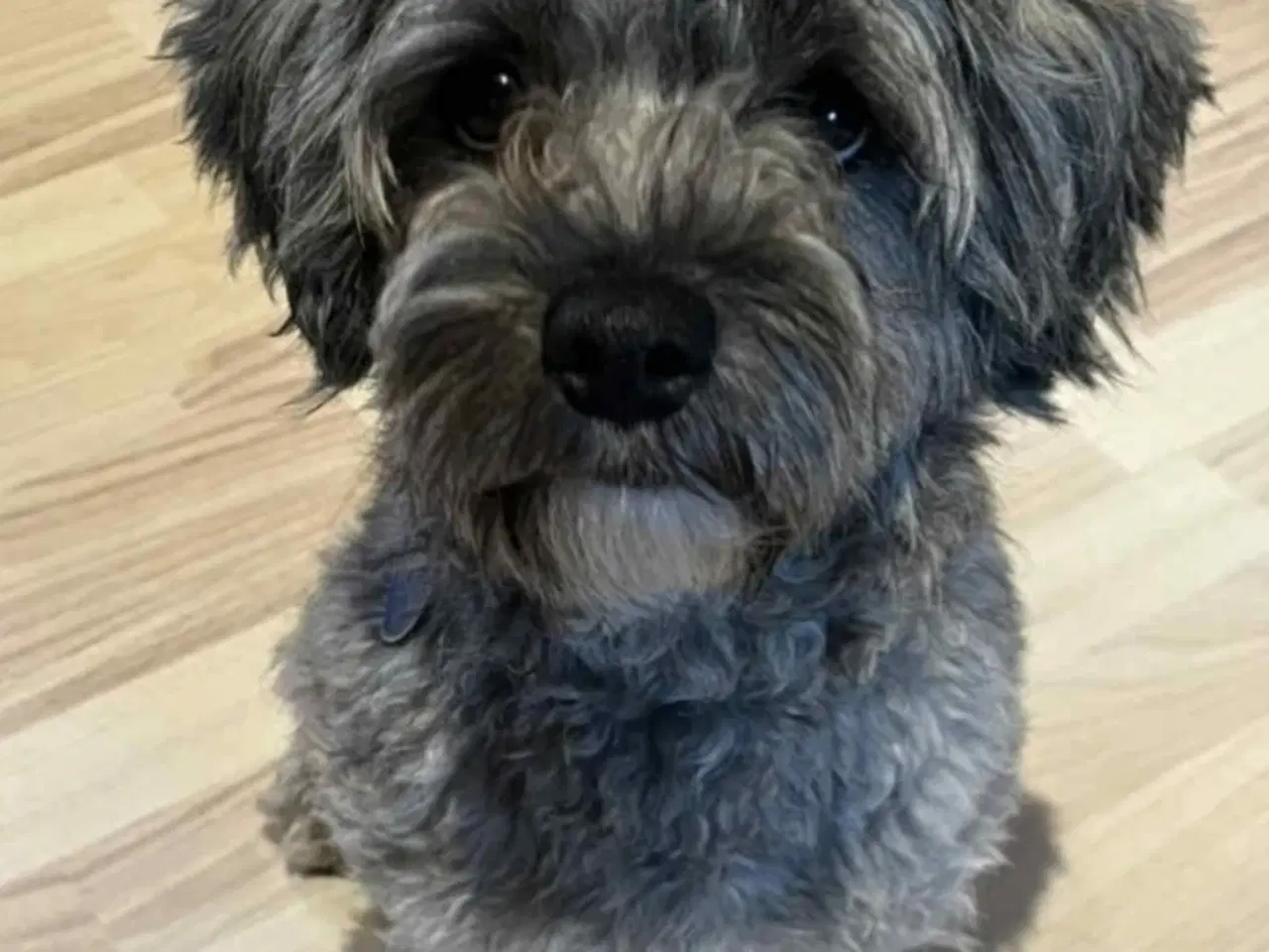 Billede 12 - Havapoo hvalpe
