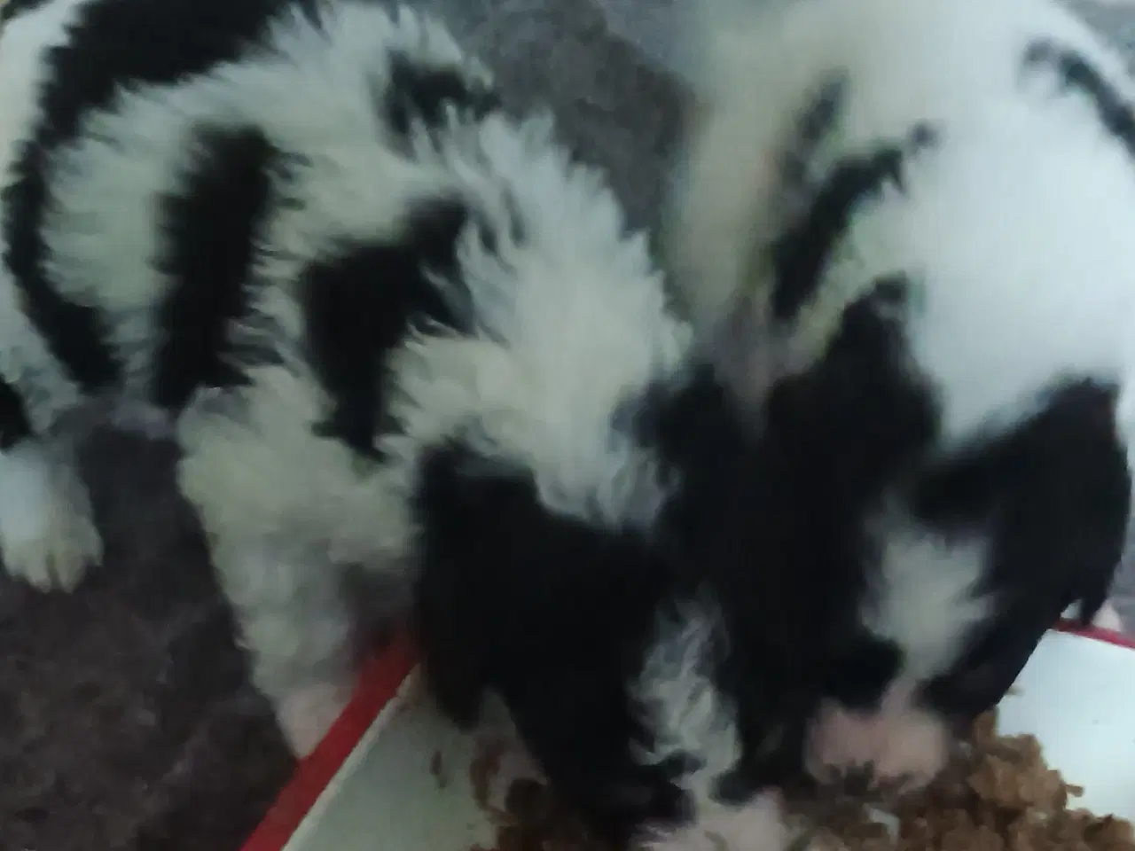 Billede 3 - Berner Sennen/Islandsk Fårehund