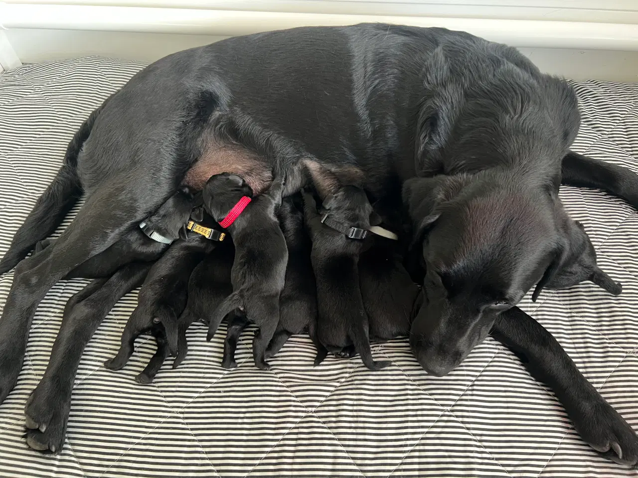 Billede 2 - Sorte labradorhvalpe med stamtavle og jagtlinjer