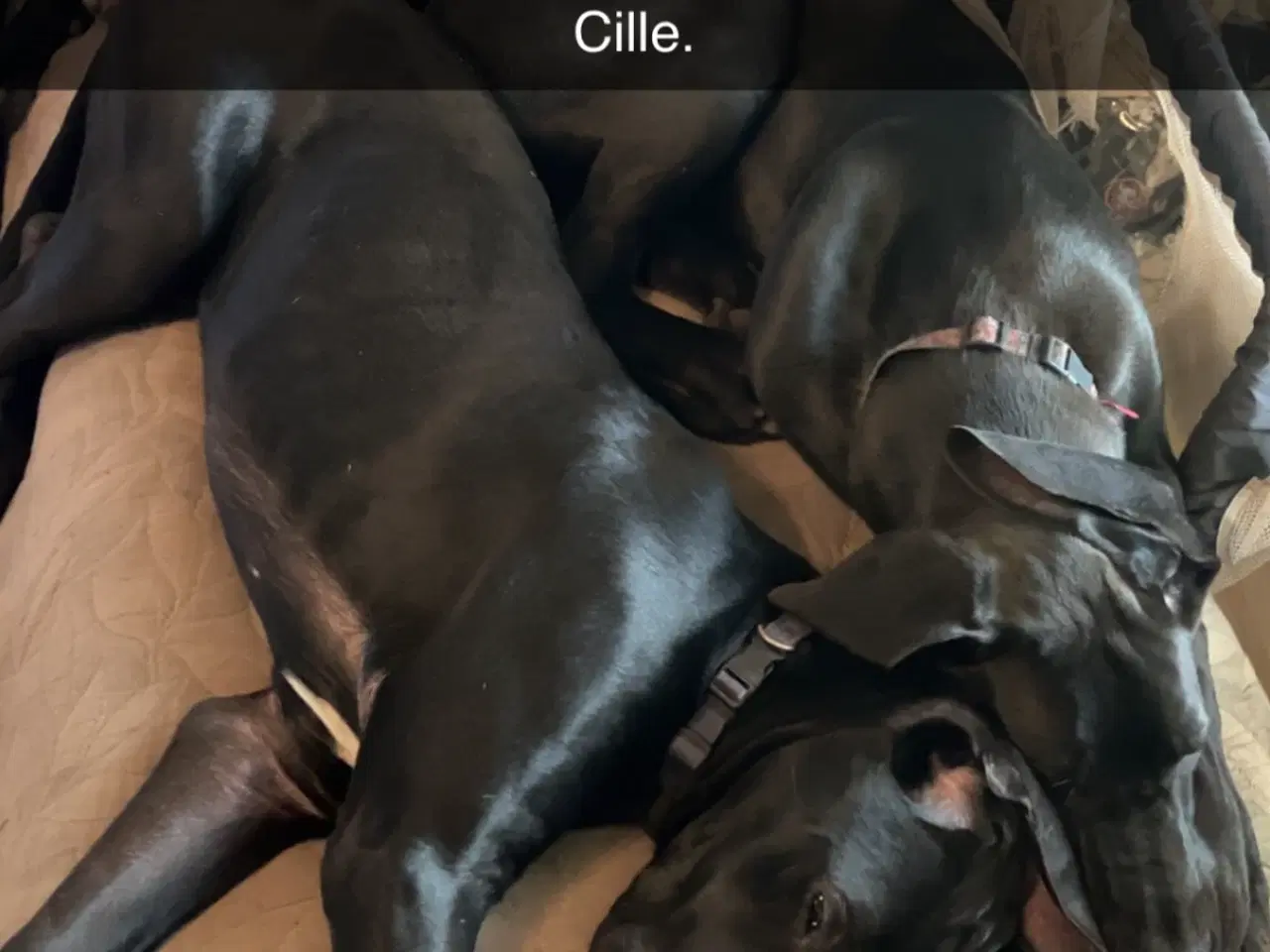 Billede 1 - Grandanois, irsk ulvehund, cane Corso hundehvalpe