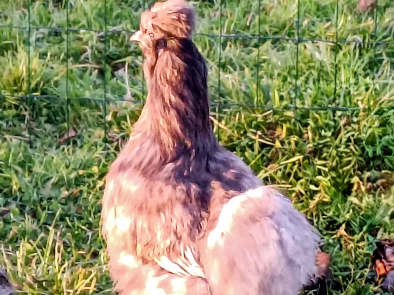 Billede 7 - Flotte Silkehøns /Silkehaner Us str