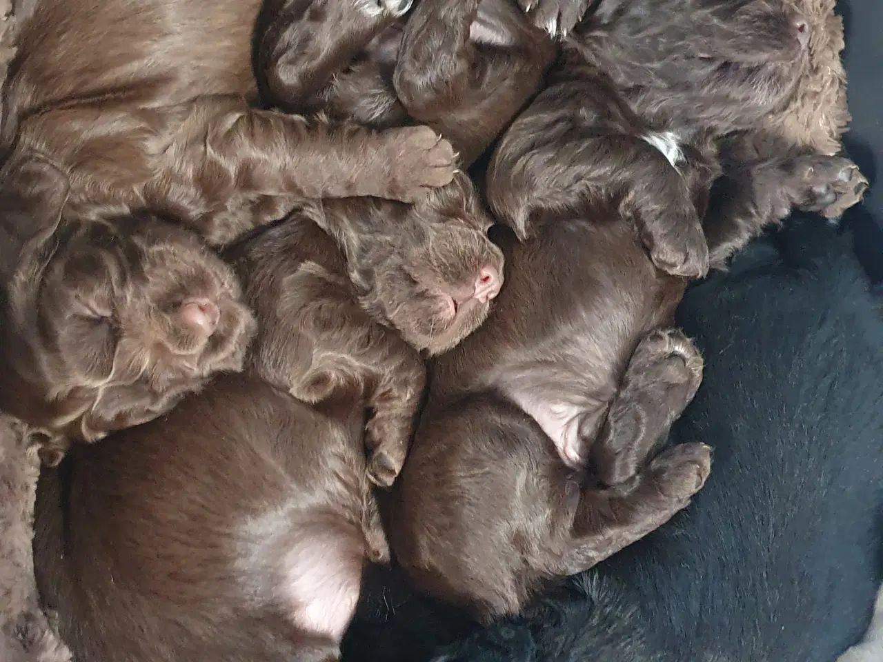 Billede 3 - Smukke cocker spaniel hvalpe