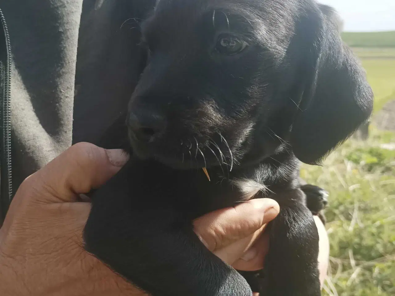 Billede 2 - Blandnings Valpe Sælges 