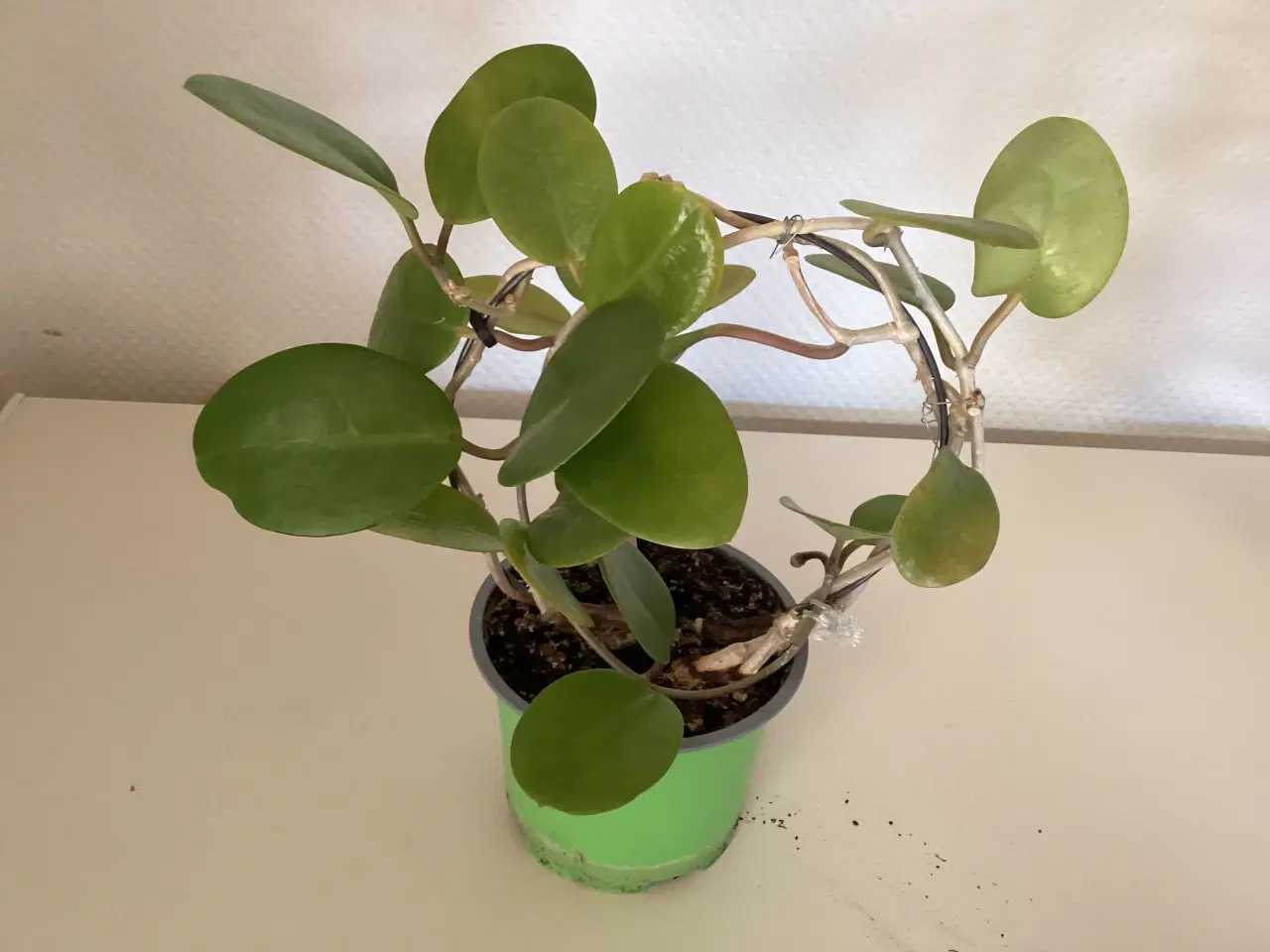 Billede 3 -  5 stk Stue planter