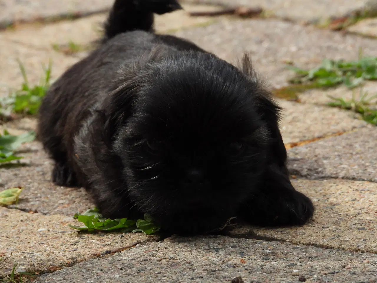 Billede 3 - Shih Tzu hvalp - Alfred 