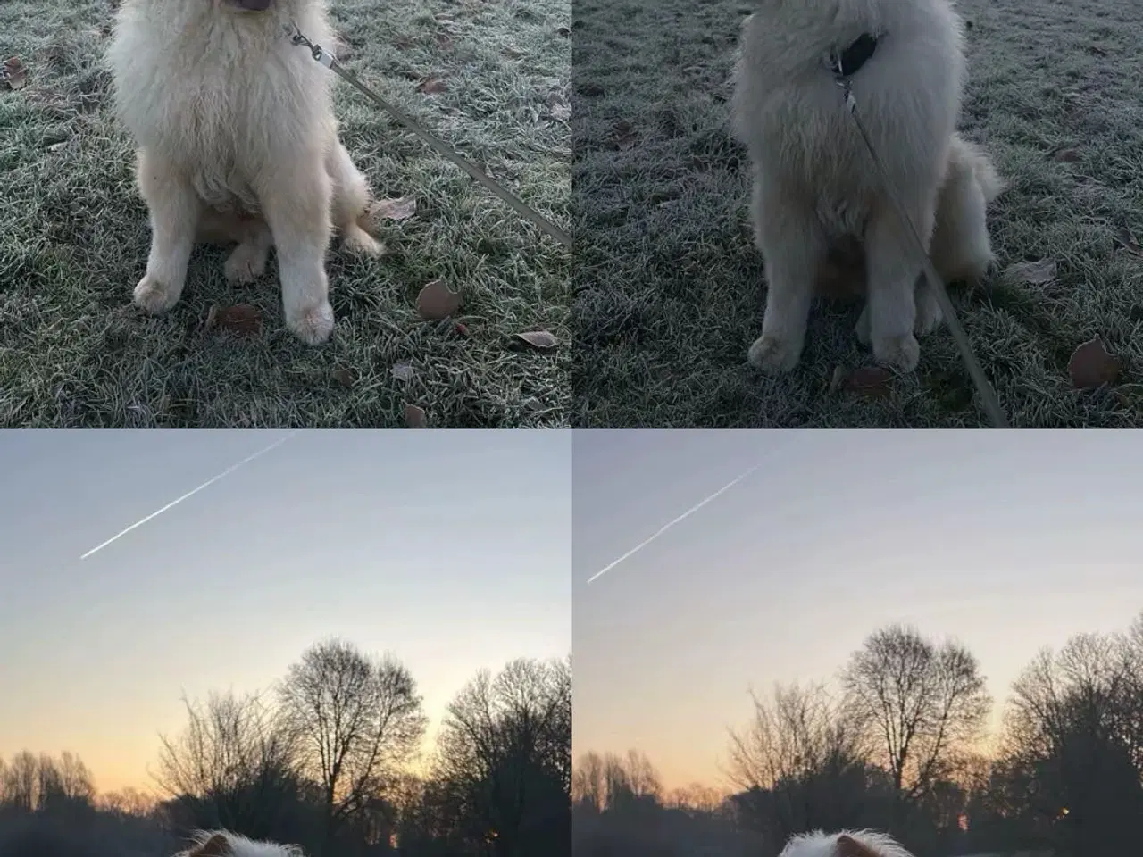 Billede 3 - Simba søger nyt kærligt hjem