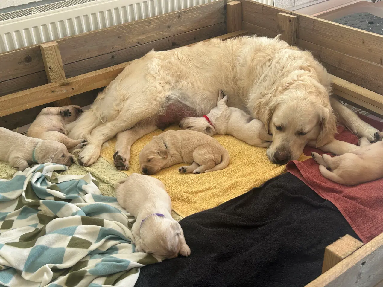 Billede 10 - Skønne gyldne Golden Retriever hvalpe